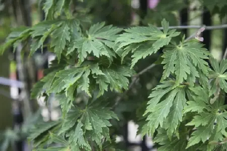 ACER japonicum 'Aconitifolium' - image 4