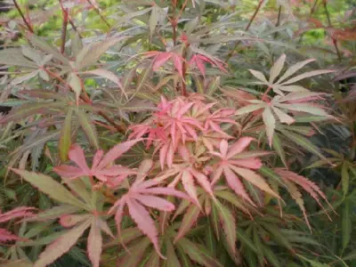 ACER palmatum 'Jerre Schwartz' - image 1