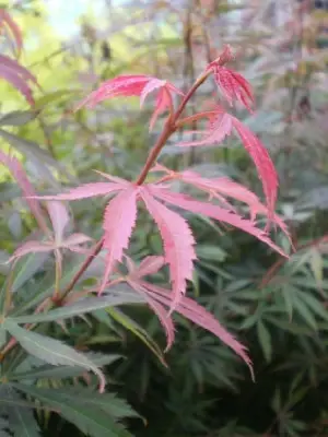 ACER palmatum 'Jerre Schwartz' - image 2