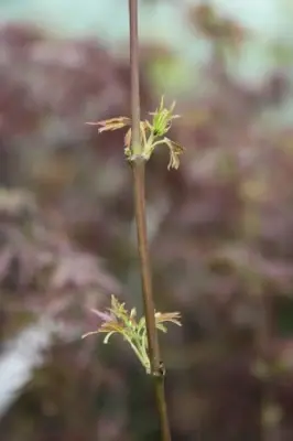 ACER palmatum 'Jerre Schwartz' - image 3