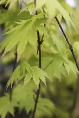 ACER shirasawanum 'Jordan'