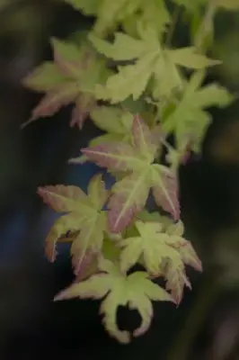 ACER shirasawanum 'Jordan' - image 6