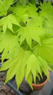 ACER shirasawanum 'Jordan' - image 2