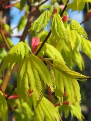 ACER shirasawanum 'Jordan' - image 4