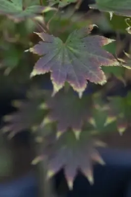 ACER shirasawanum 'Jordan' - image 5