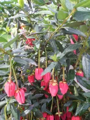 CRINODENDRON hookerianum