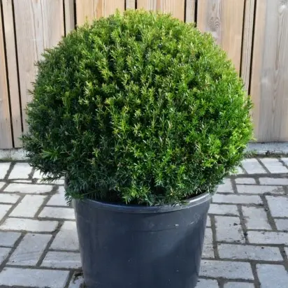 TAXUS baccata 'Renke's Little Green'
