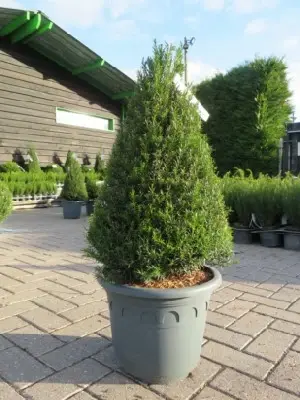 TAXUS baccata 'Renke's Little Green'