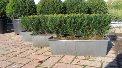 TAXUS baccata 'Renke's Little Green' - image 2