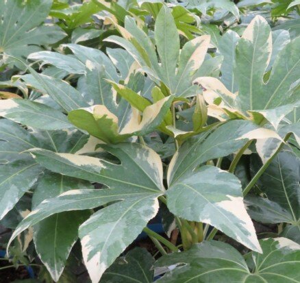 FATSIA japonica 'Variegata'