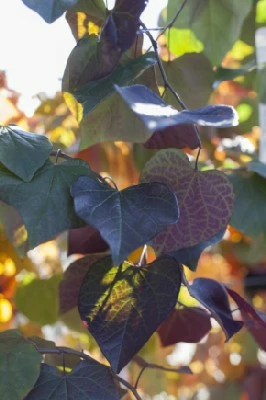CERCIS canadensis 'Ruby Falls'