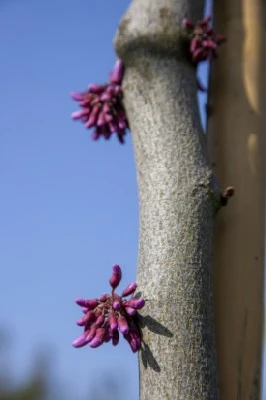 CERCIS canadensis 'Ruby Falls' - image 2
