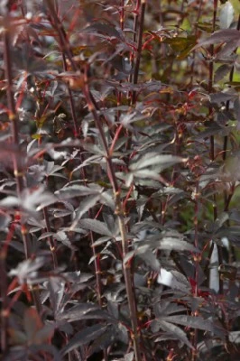 ACER palmatum 'Twombly's Red Sentinel' - image 1