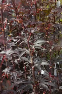 ACER palmatum 'Twombly's Red Sentinel'