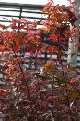 ACER palmatum 'Twombly's Red Sentinel' - image 2