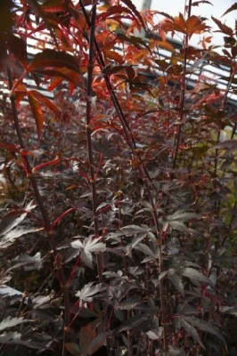 ACER palmatum 'Twombly's Red Sentinel' - image 3