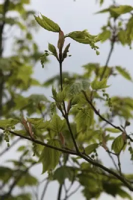 ACER pensylvanicum