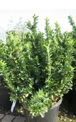 EUONYMUS japonicus 'Green Rocket'