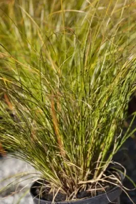 CAREX testacea 'Prairie Fire'