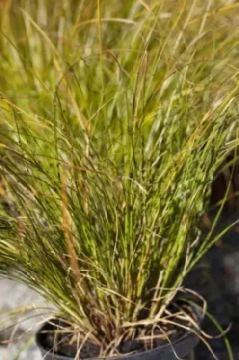 CAREX testacea 'Prairie Fire' - image 2