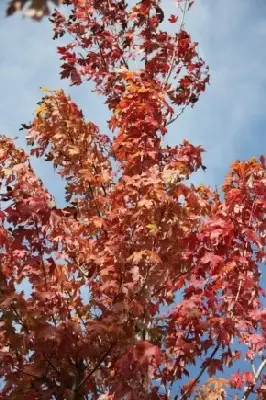 ACER x freemanii 'Autumn Blaze'