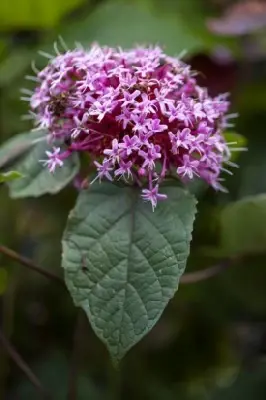 CLERODENDRUM bungei