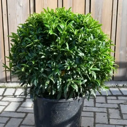 PRUNUS laurocerasus 'Sofia'