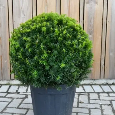 TAXUS x media 'Farmen'