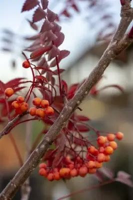 SORBUS 'Eastern Promise' - image 2