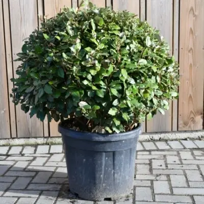 ELAEAGNUS x ebbingei 'Compacta'