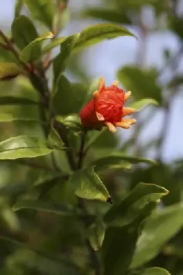 PUNICA granatum (Pomegranate)