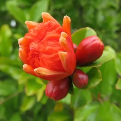 PUNICA granatum (Pomegranate) - image 2