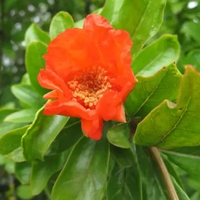 PUNICA granatum (Pomegranate) - image 3