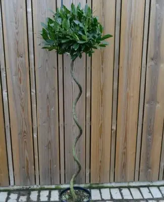 LAURUS nobilis Spiral Stem