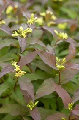 DIERVILLA rivularis 'Kodiak Red' - image 2