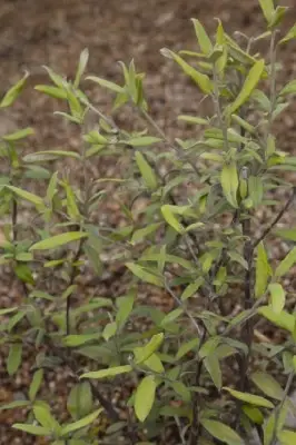 COROKIA virgata 'Limey'