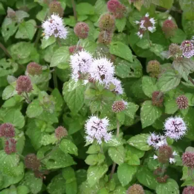 MENTHA aquatica