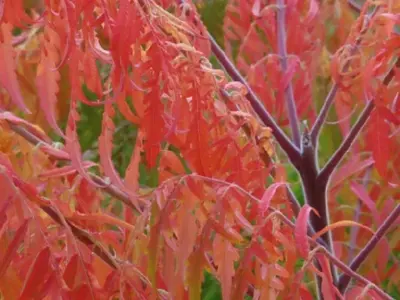 RHUS aromatica 'Gro-Low