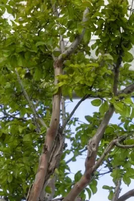 LAGERSTROEMIA indica - image 5