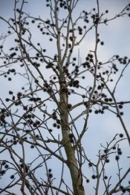 LIQUIDAMBAR styraciflua 'Worplesdon'