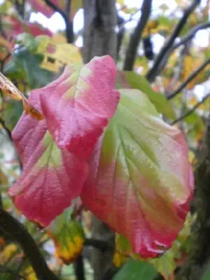 PARROTIA persica