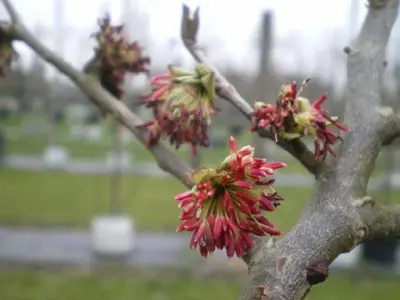 PARROTIA persica - image 3