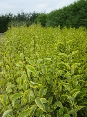 LIGUSTRUM ovalifolium 'Aureum'