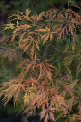 ACER x pseudosieboldianum 'Ice Dragon'