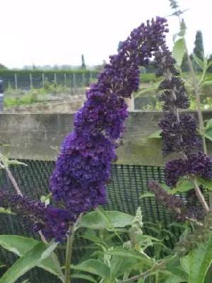 BUDDLEJA davidii 'Black Knight' - image 2