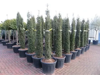 TAXUS baccata - image 2