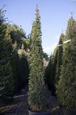 TAXUS baccata