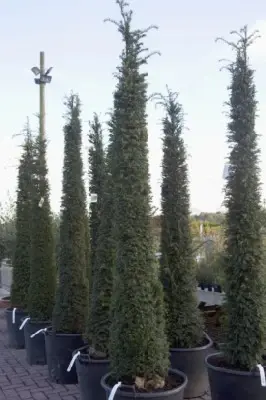 TAXUS baccata