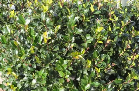 ILEX x meserveae 'Blue Maid'