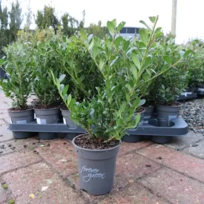 ILEX crenata 'Luxus Hedge'